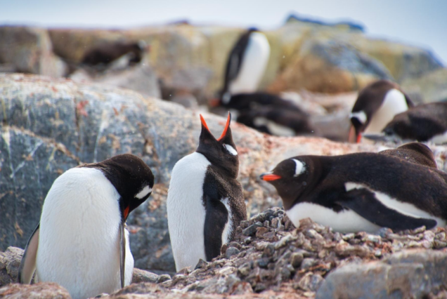 Cape Peninsula and Penguin Colony Full Day (with lunch)