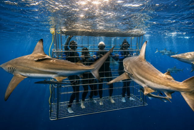 Shark Cage Diving Full-Day Tour