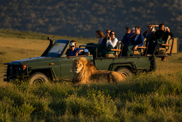 Cape Town Full-Day Safari
