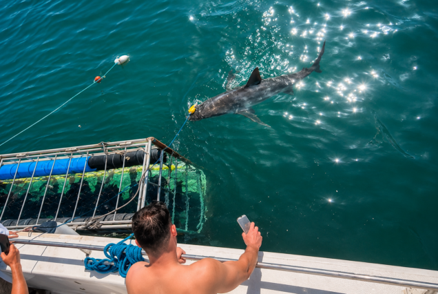 Simon's Town Shark Cage Diving Half-Day