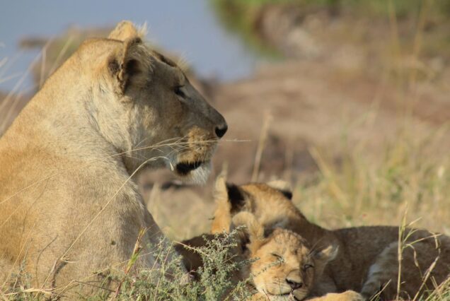kenya-tour-package