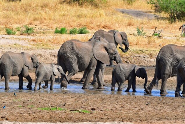 7 Days Elephant Safari Experience in Tanzania