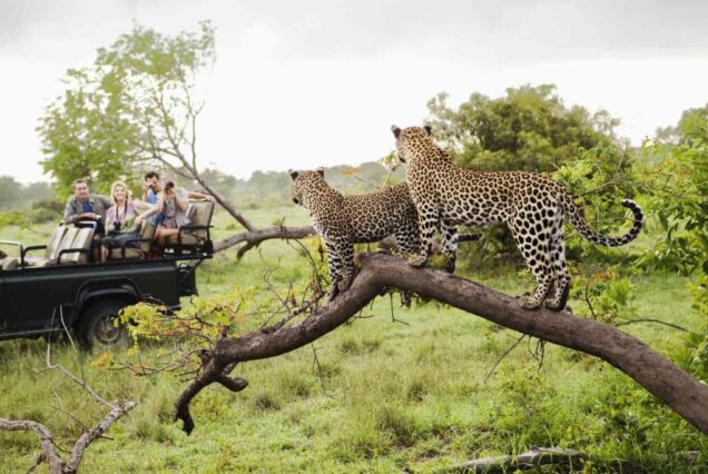 Kruger Park 3 Day Safari
