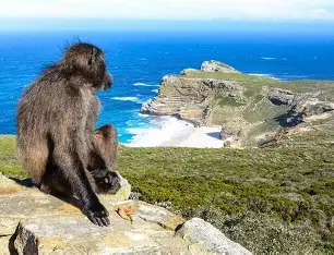 Cape Peninsula Half Day Tour