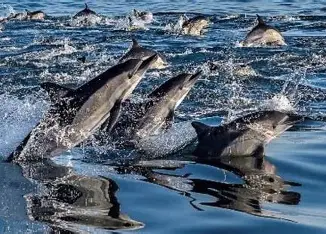 Marine Eco Tour