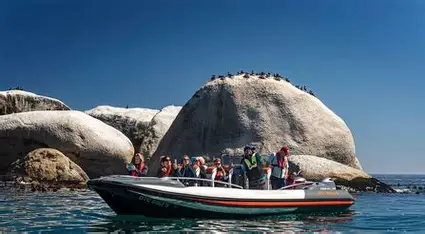 Combo Marine Wildlife Cruise + Cape Town City pm Tour