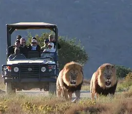 Cape Town Full Day Safari