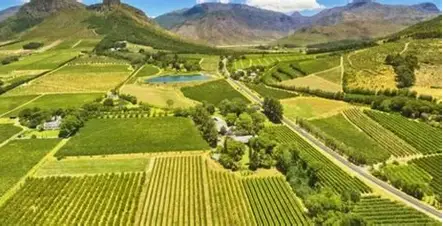 Cape Winelands Half Day Tour