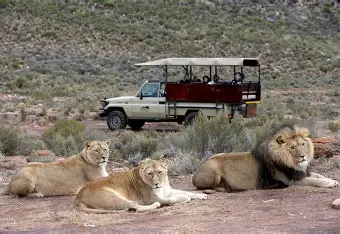 Cape Town Self Drive Safari