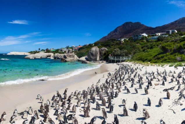 Cape Peninsula And Penguin Colony Full Day