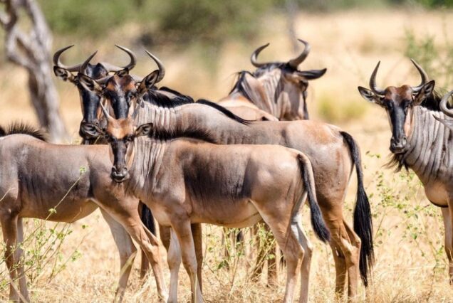 Best kenya safari 11 days