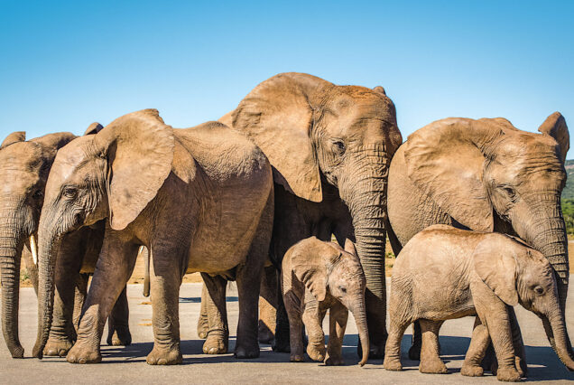 Discover the best of Ngorongoro, Tarangire, and Manyara National Park.