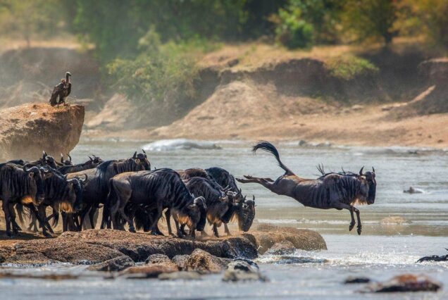 8 Days Great Wildebeest Migration Safari