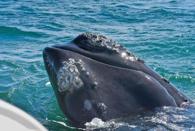 Whale watching Private Tour