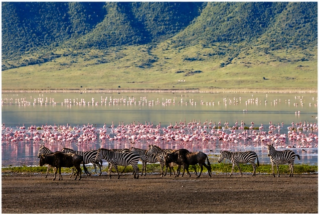 Ngorongoro crater safari
