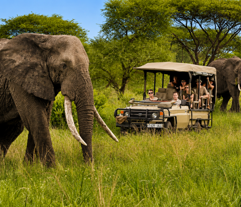 Dakawa Travel Safari