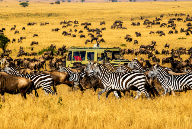 Dakawa Travel Safari