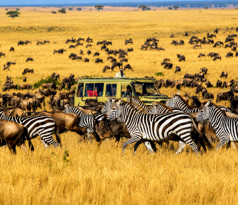 Dakawa Travel Safari
