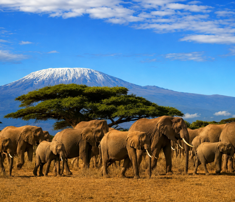 Dakawa Travel Safari