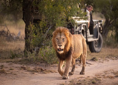 Dakawa Travel Safari