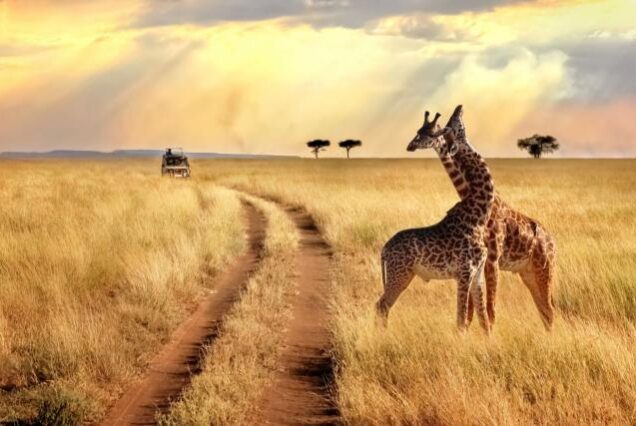 Tanzania Photographic Safari